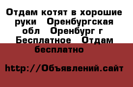 Отдам котят в хорошие руки - Оренбургская обл., Оренбург г. Бесплатное » Отдам бесплатно   